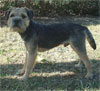 Click here for more detailed Border Terrier breed information and available puppies, studs dogs, clubs and forums